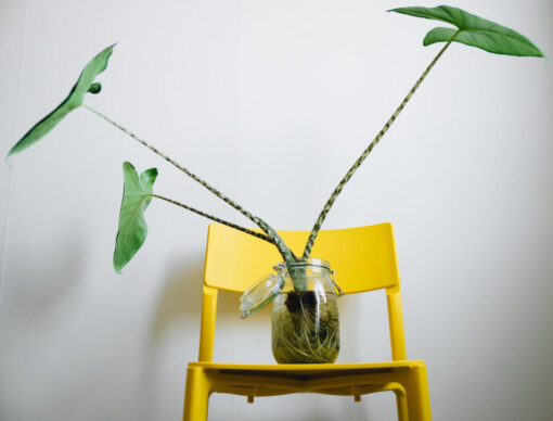 Alocasia zebrina: come coltivarla nel modo ideale