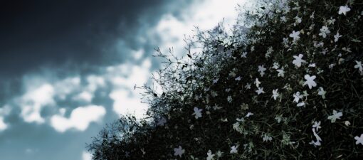 Come far infoltire il gelsomino