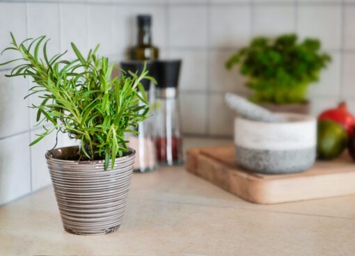 Come avere il rosmarino sempre florido: 6 consigli utili
