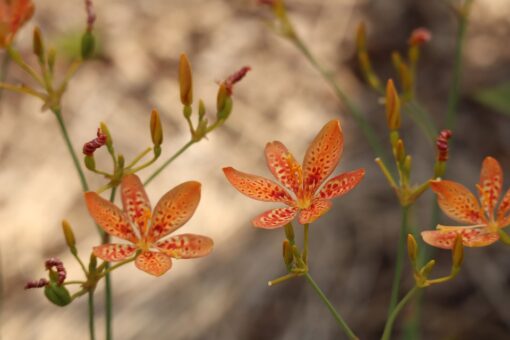 Iris domestica – Belamcanda chinensis