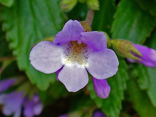 Haberlea – Pianta della resurrezione