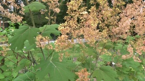 Macleaya – Papavero pennacchio
