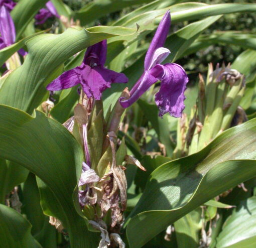 Roscoea – Piante perenni