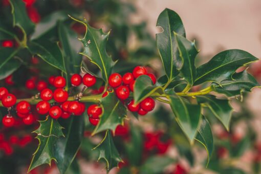 Concime per agrifoglio in vaso: cosa sapere per coltivare la pianta di Natale