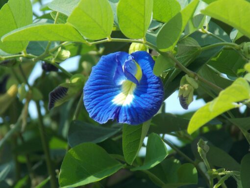 Clitoria ternatea – Pisello farfalla