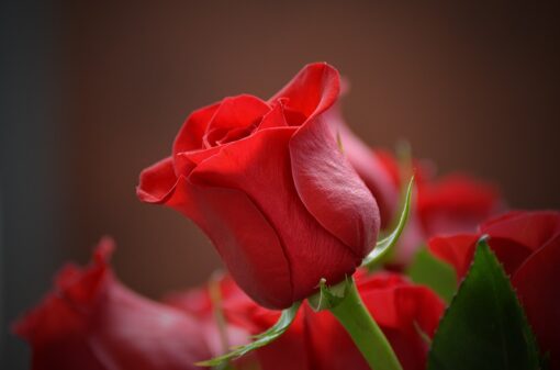 Fiori di San Valentino