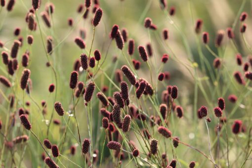 Sanguisorba – Salvastrella officinalis