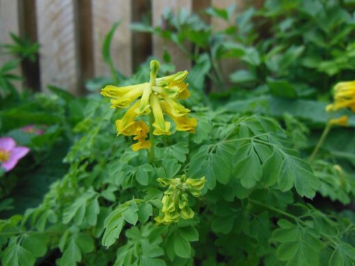 Colombina gialla – Pseudofumaria lutea