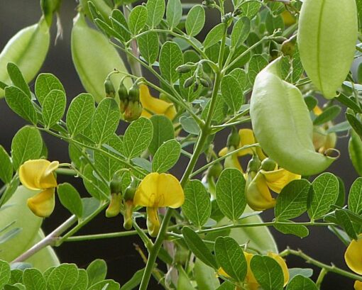 Colutea arborescens – Vescicaria