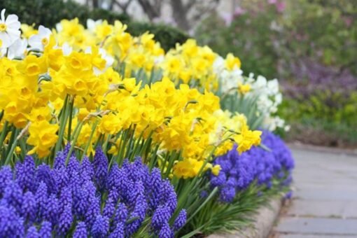 Cosa fiorisce ad aprile
