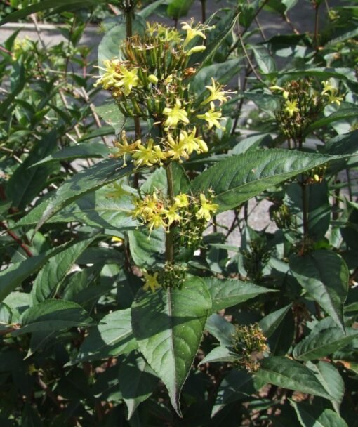 Diervilla – Diervilla rivularis