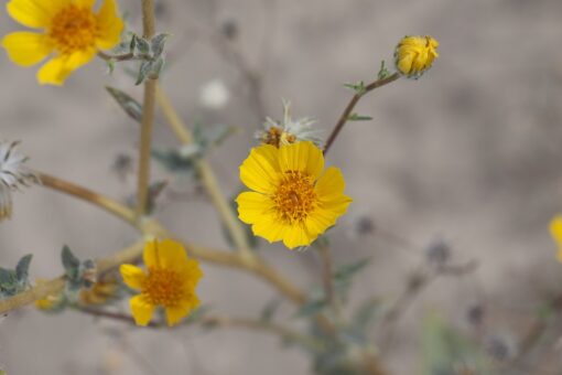 Girasole del deserto – Geraea canescens