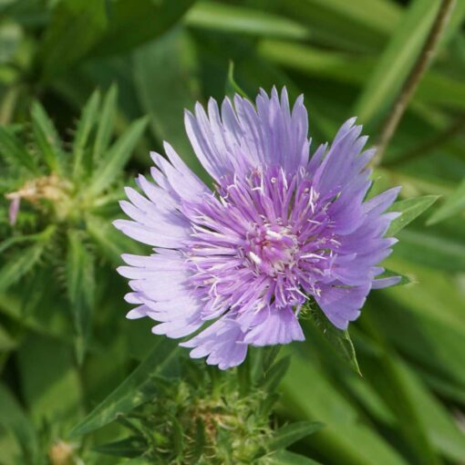Stokesia – Stokesia laevis