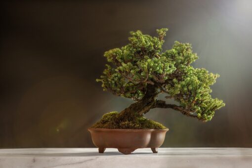 Vaso bonsai: cos’è, come sceglierlo, come usarlo