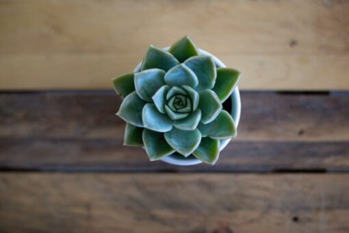 Echeveria sta morendo: come intervenire