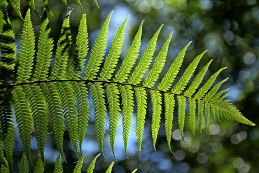Felci pteris: cos’è, coltivazione, manutenzione, malattie