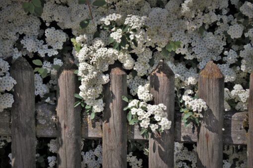 I fiori più belli del mese di aprile