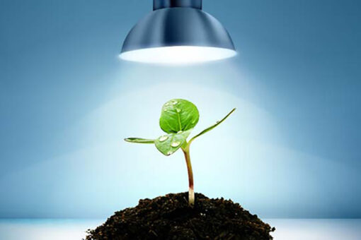 Coltivazione Indoor: da dove iniziare? Cosa Serve?