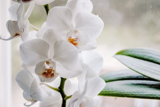 Corteccia per orchidea: come usarla