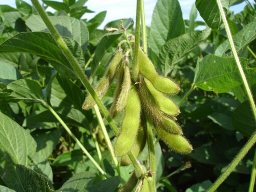 Soia – Glycine max