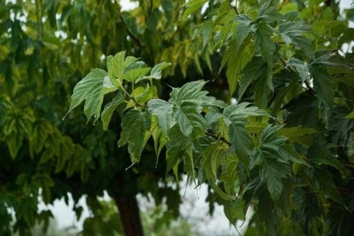 Albero della carta – Broussonetia