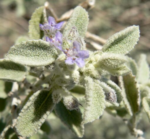 Lavanda del deserto – Condea emoryi