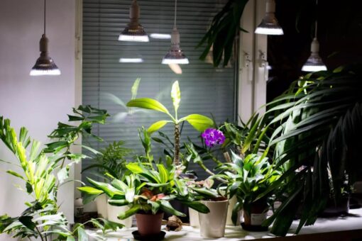 Piante e luci per creare un vivaio in mancanza di spazio esterno
