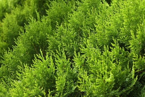 Cipresso di Leyland – Pianta da siepe