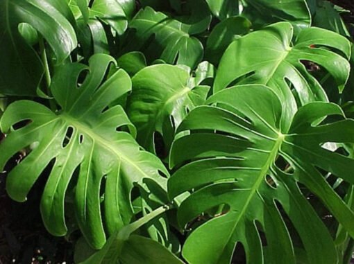 Filodendro – Philodendron
