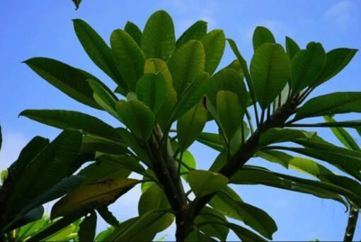 Talea di Plumeria – Frangipani
