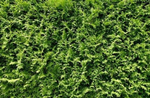 Piante sempreverdi per siepi al sole