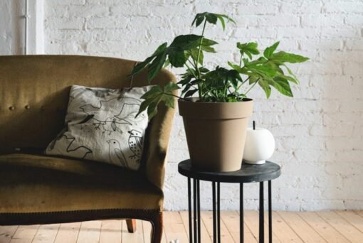 Aralia: ecco come non fare abbassare le foglie