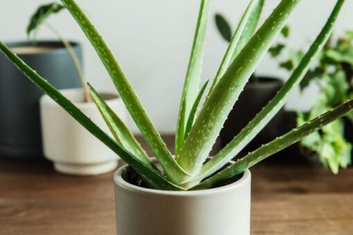 Aloe Vera moltiplicazione