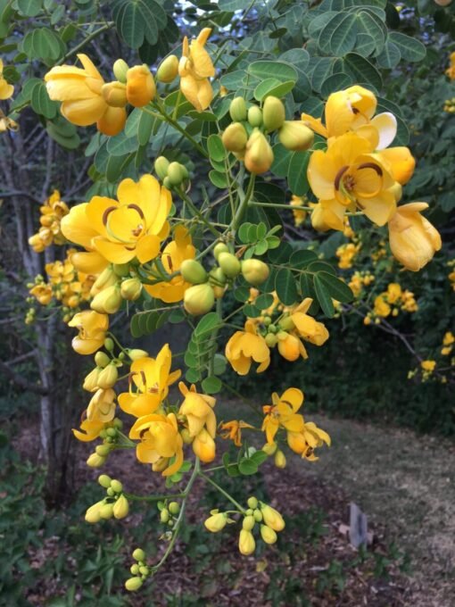Cassia corymbosa coltivazione
