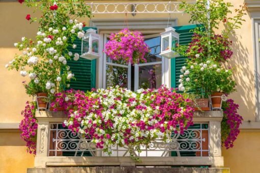 Piante di maggio da tenere sul balcone