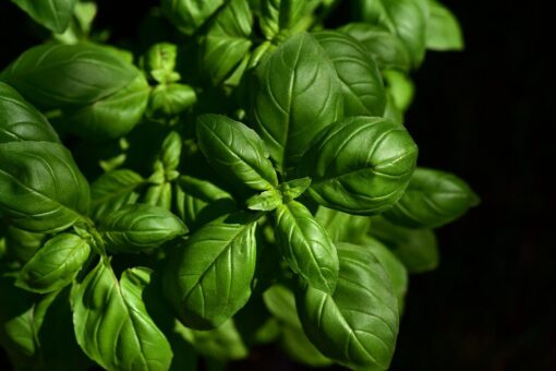 Aceto al basilico