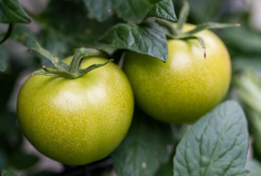 Pomodori verdi sott’olio