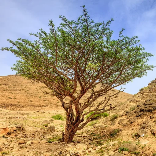 Boswellia serrata: origini, coltivazione e proprietà curative