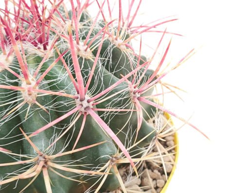 Ferocactus gracilis consiglio