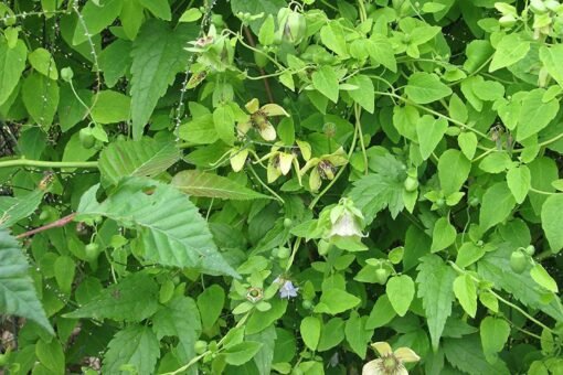 Codonopsis: caratteristiche e proprietà