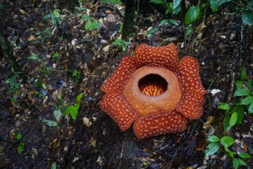 Il fiore più grande del mondo: le sue dimensioni sono incredibili