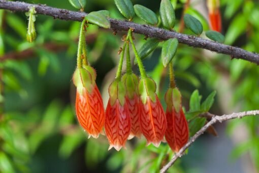 Agapetes serpens: caratteristiche e proprietà