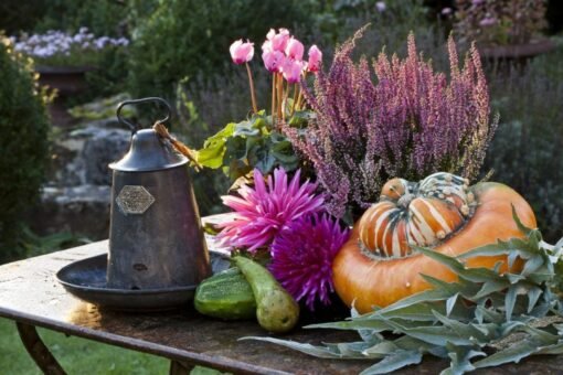 5 fiori autunnali, per un giardino colorato anche dopo l’estate