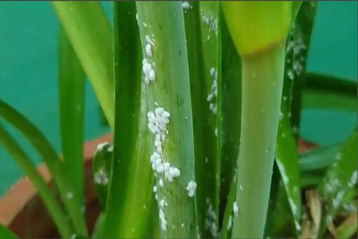 Video – Segni bianchi sulle piante: 5 rimedi naturali contro la cocciniglia che funzionano davvero