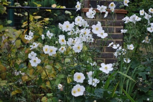 Fiori perenni da tenere all’ombra: i 5 più belli