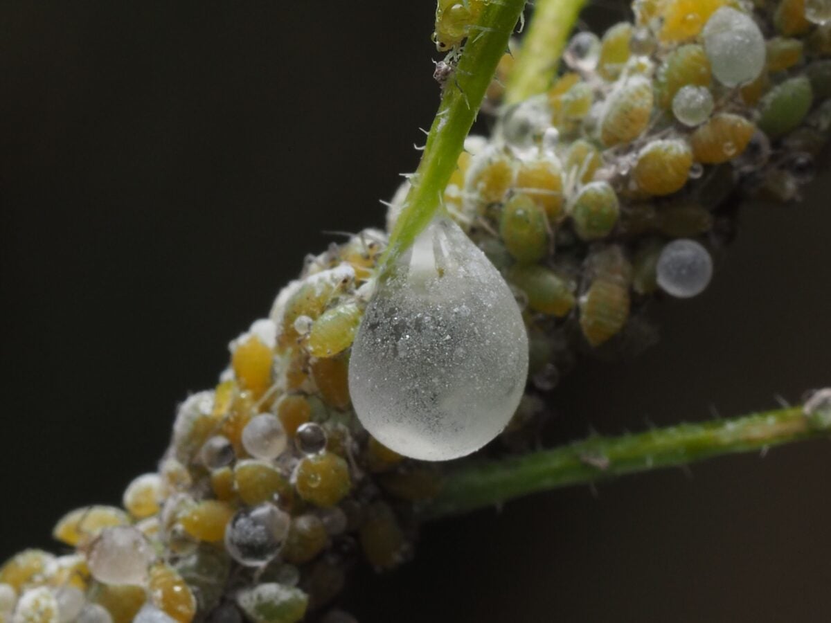 Segni bianchi sulle piante: 5 rimedi naturali contro la cocciniglia che funzionano davvero