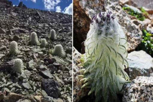 Ecco una nuova pianta fiorita mai vista prima: scoperta incredibile
