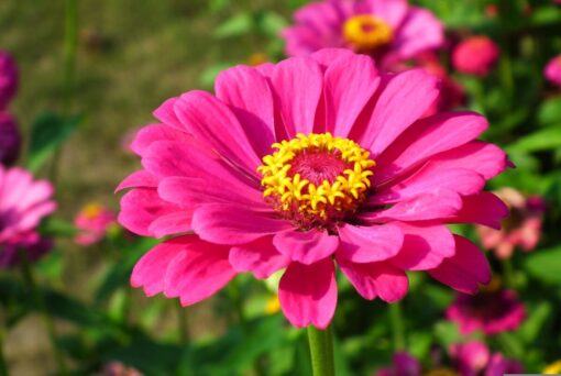 Zinnia pianta annuale