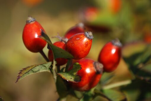 Bacche di Rosa Canina conservazione
