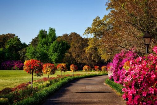 Piante da giardino: ecco il top di Febbraio